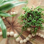 green plant on brown wooden table